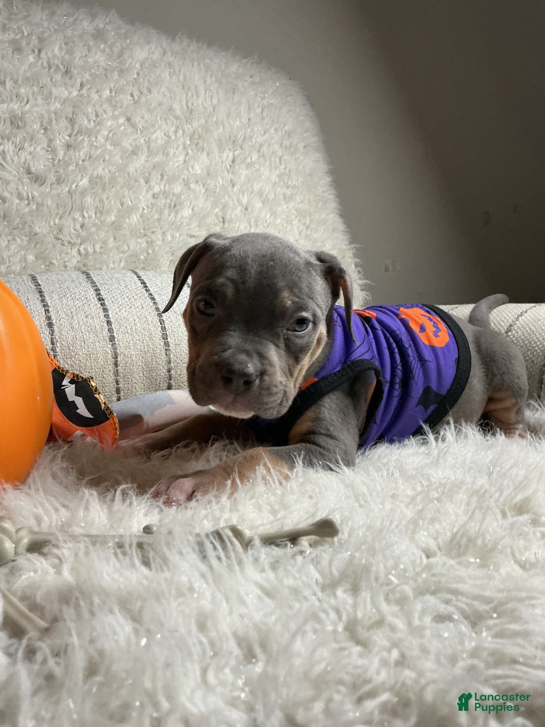 American Bully dogs for sale: Ms.Neon - Ad 1