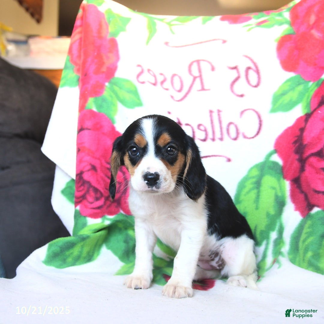 Beaglier dogs for sale: Felicity - Ad 3