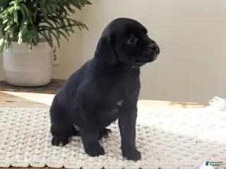 Mixed Breed dogs for sale: Mixed Breed Puppy 9 - lily - Ad 4