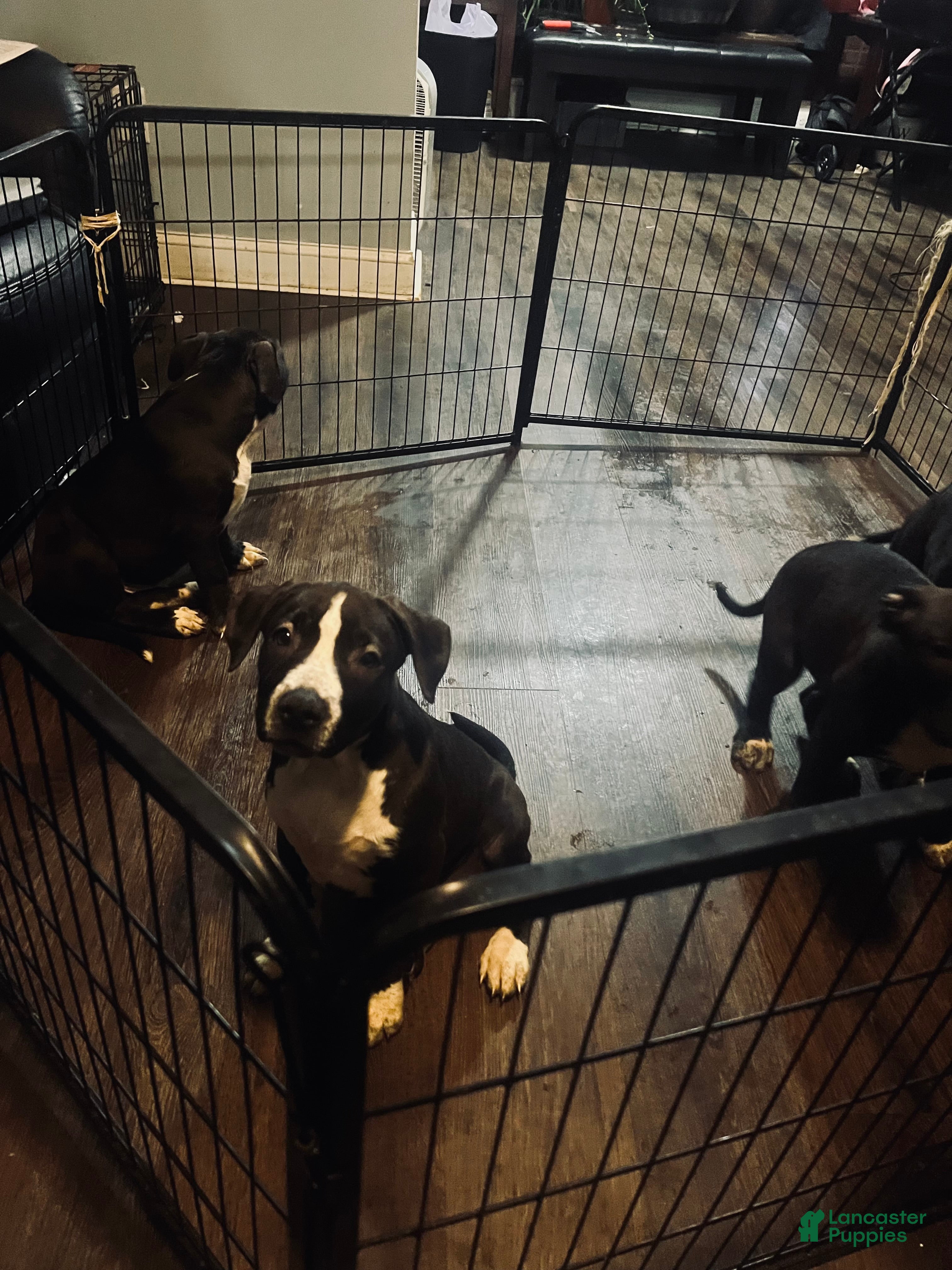 Mixed Breed dogs Mixed Breed Puppy 1 - Ad 30