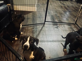 Mixed Breed dogs Mixed Breed Puppy 1 - Ad 12