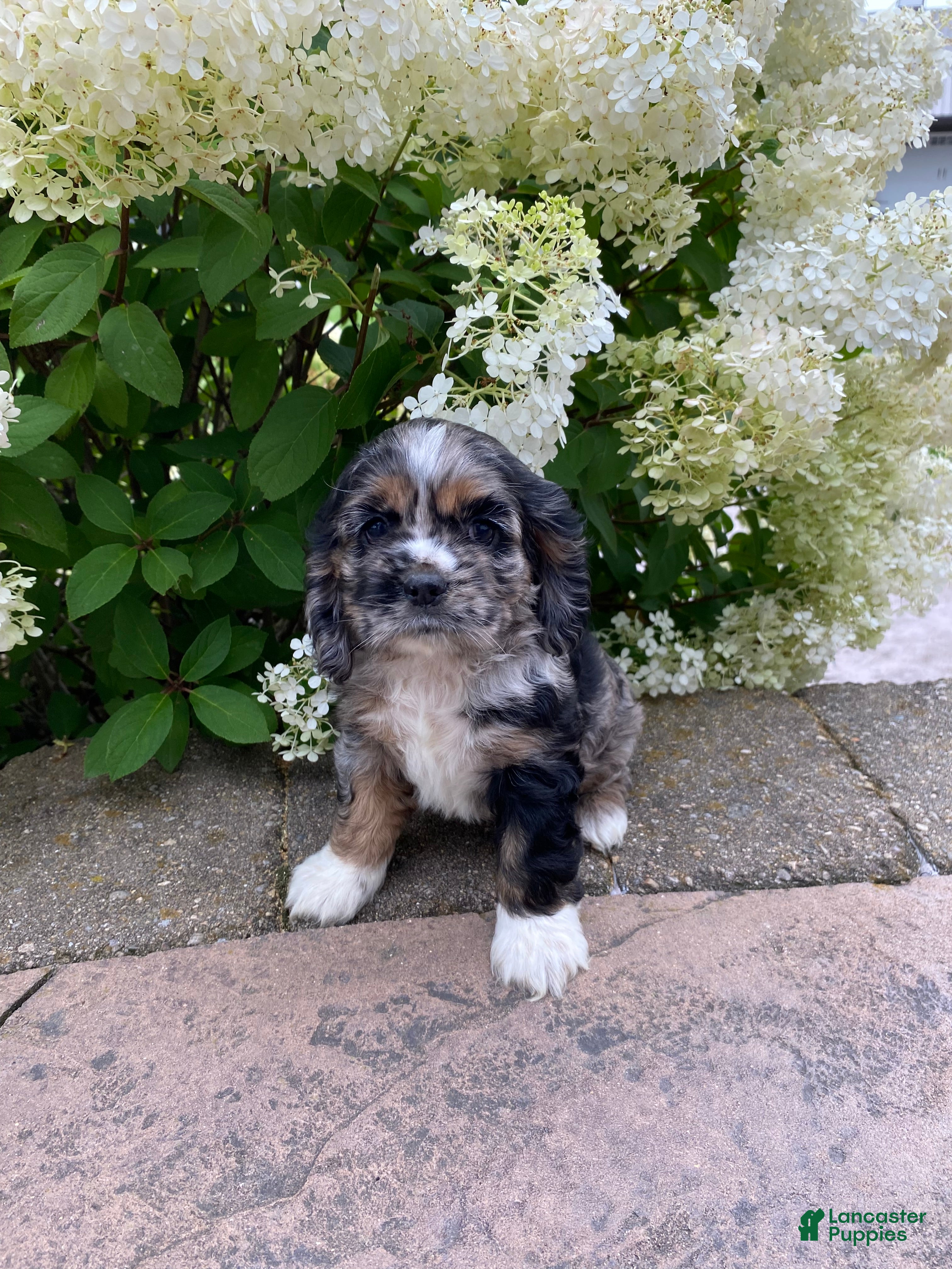 Cocker Spaniel dogs Tammy - Ad 2