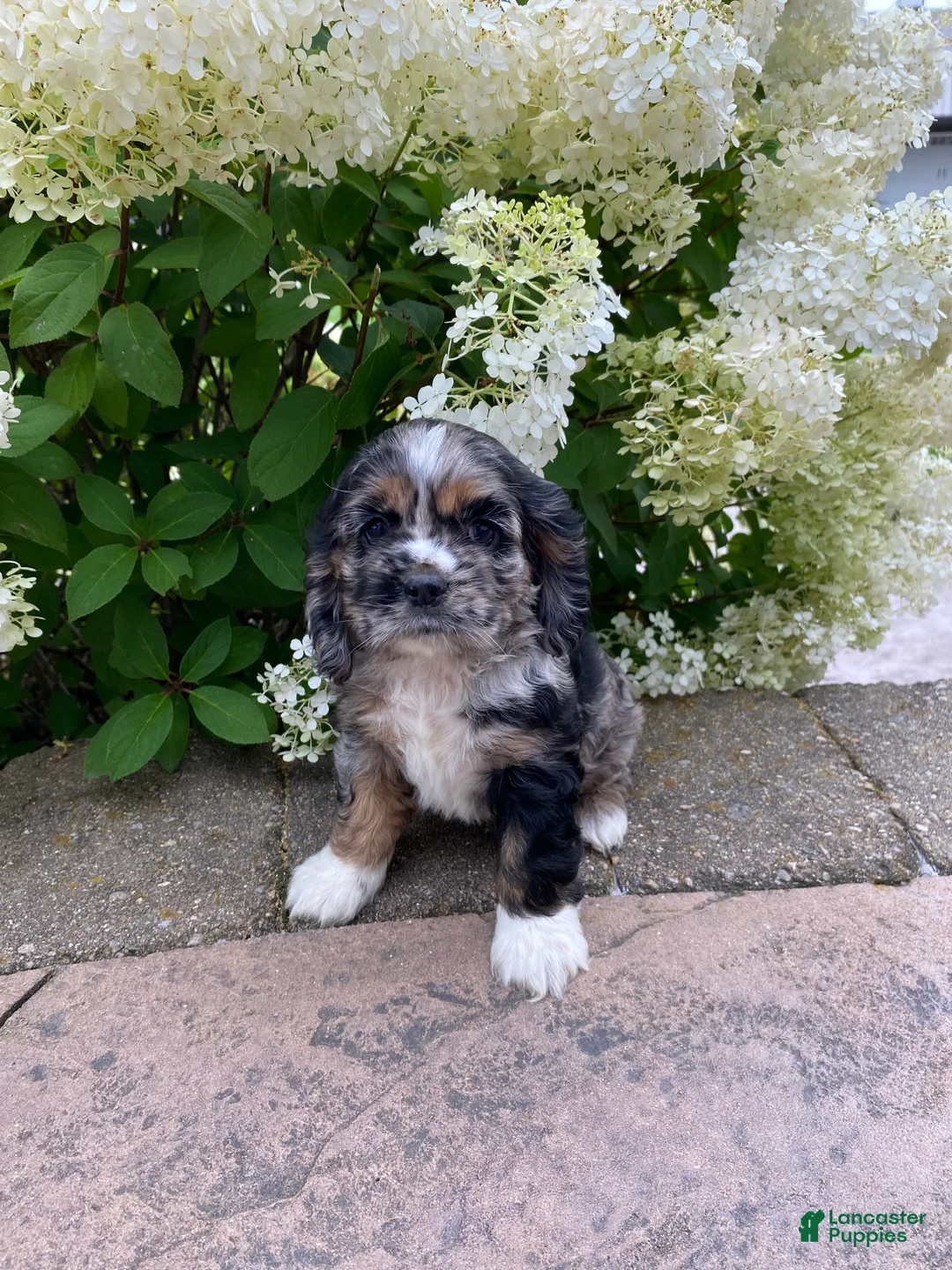 Cocker Spaniel dogs for sale: Tammy - Ad 2