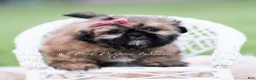 Shih Tzu dogs for sale: Raja - Ad 6