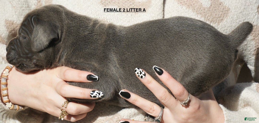 Cane Corso dogs for sale: Cane Corso Puppy 3 - Ad 2