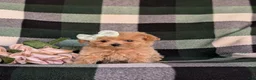 Maltipoo dogs for sale: Candace 8 lbs Full Grown - Ad 4