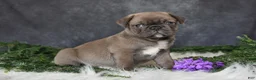 Pug dogs for sale: Jordan - Ad 4