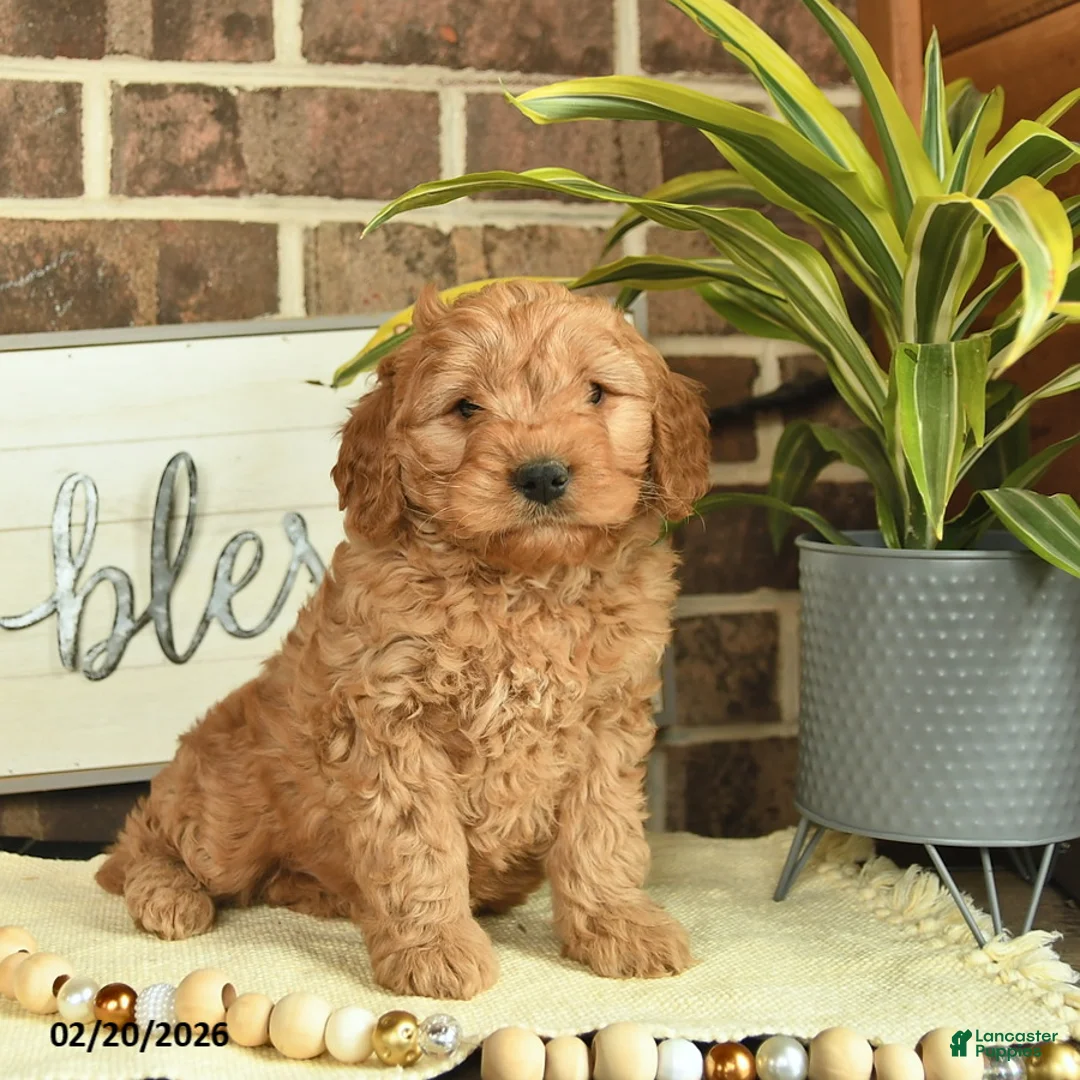 Mixed Breed dogs for sale: Olof  - Ad 1