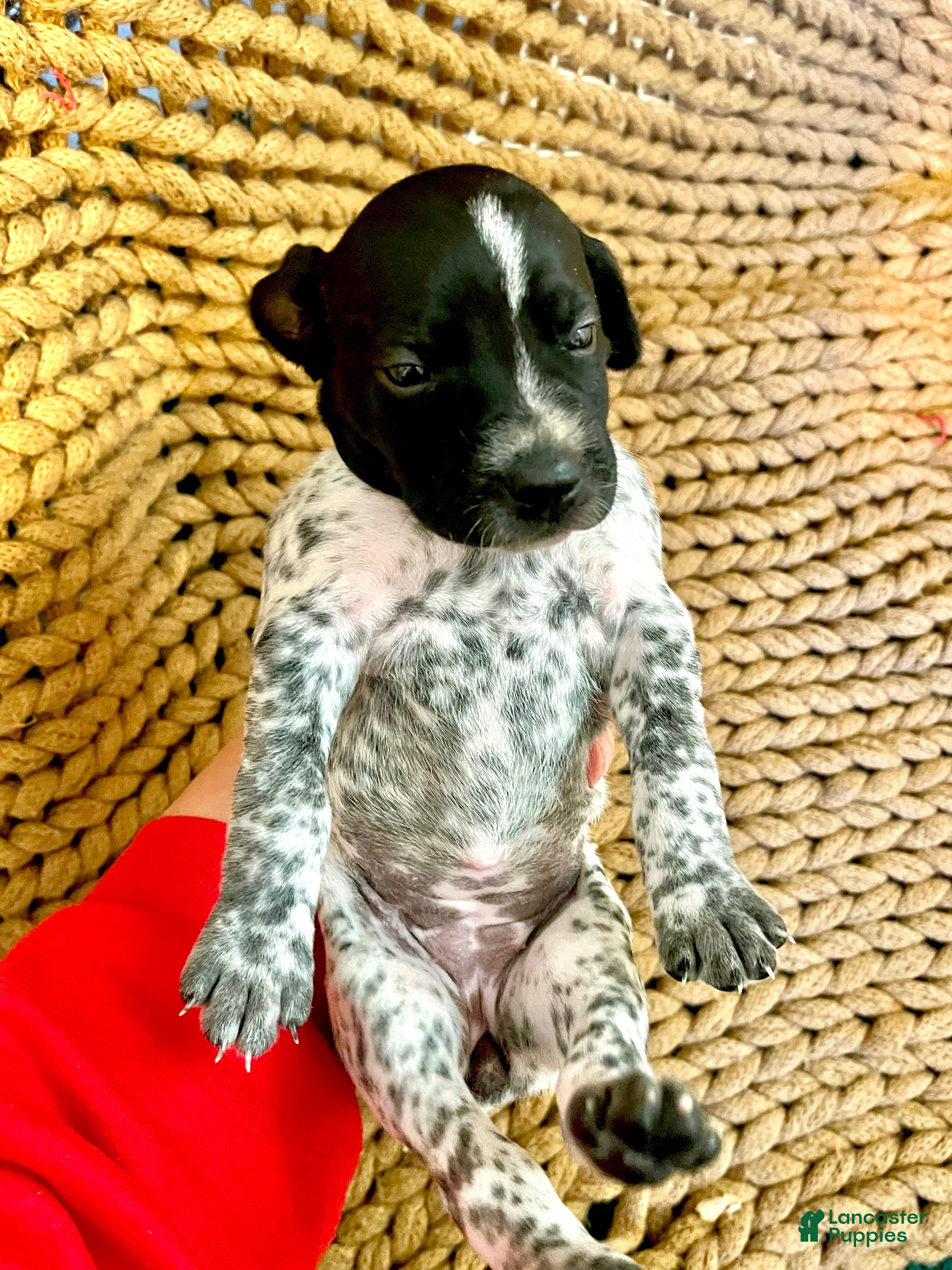 German Shorthaired Pointer dogs German Shorthaired Pointer Puppy 7 - Ad 42