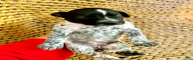 German Shorthaired Pointer Puppy 7