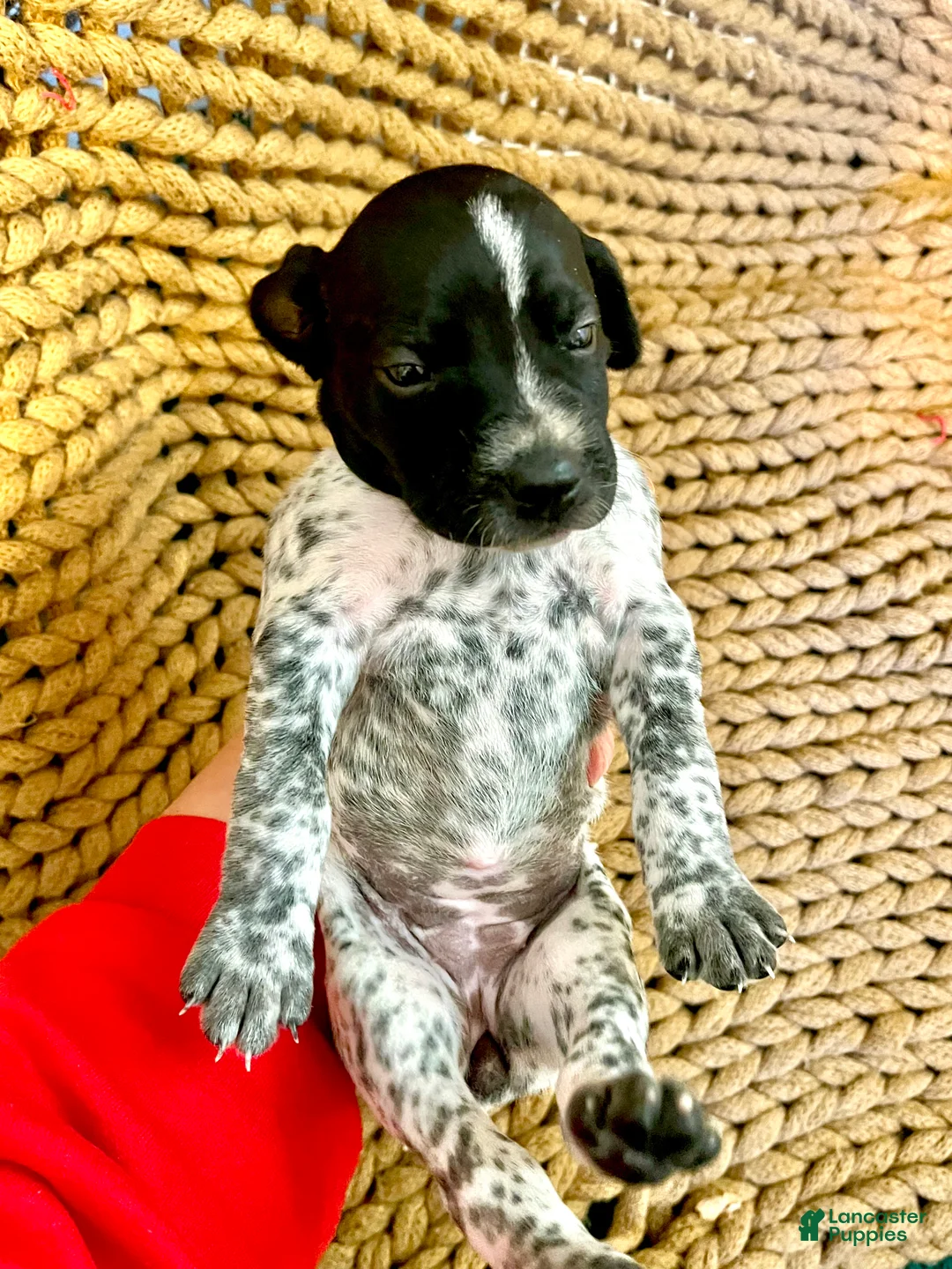 German Shorthaired Pointer dogs for sale: German Shorthaired Pointer Puppy 7 - Ad 1