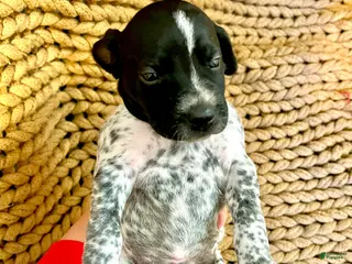 German Shorthaired Pointer dogs German Shorthaired Pointer Puppy 7 - Ad 42