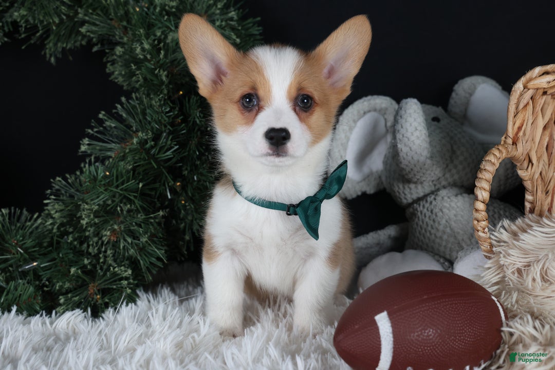 Welsh Corgi Pembroke dogs for sale: Hunter - Ad 3