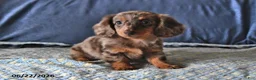 Miniature Dachshund dogs for sale: Molly - Ad 3