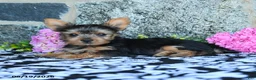Yorkshire Terrier dogs for sale: Mars  - Ad 4