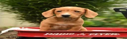 Mixed Breed dogs for sale: Almond - Ad 1