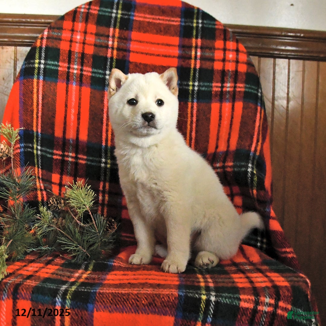 Shiba Inu dogs for sale: Candy Cane - Ad 2