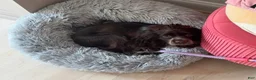 English Cocker Spaniel dogs for sale: English Cocker Spaniel Puppy - Coco 🐾 - Ad 4