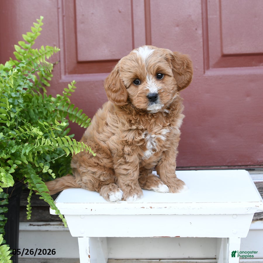 Cavapoo dogs Cuddles - Ad 1