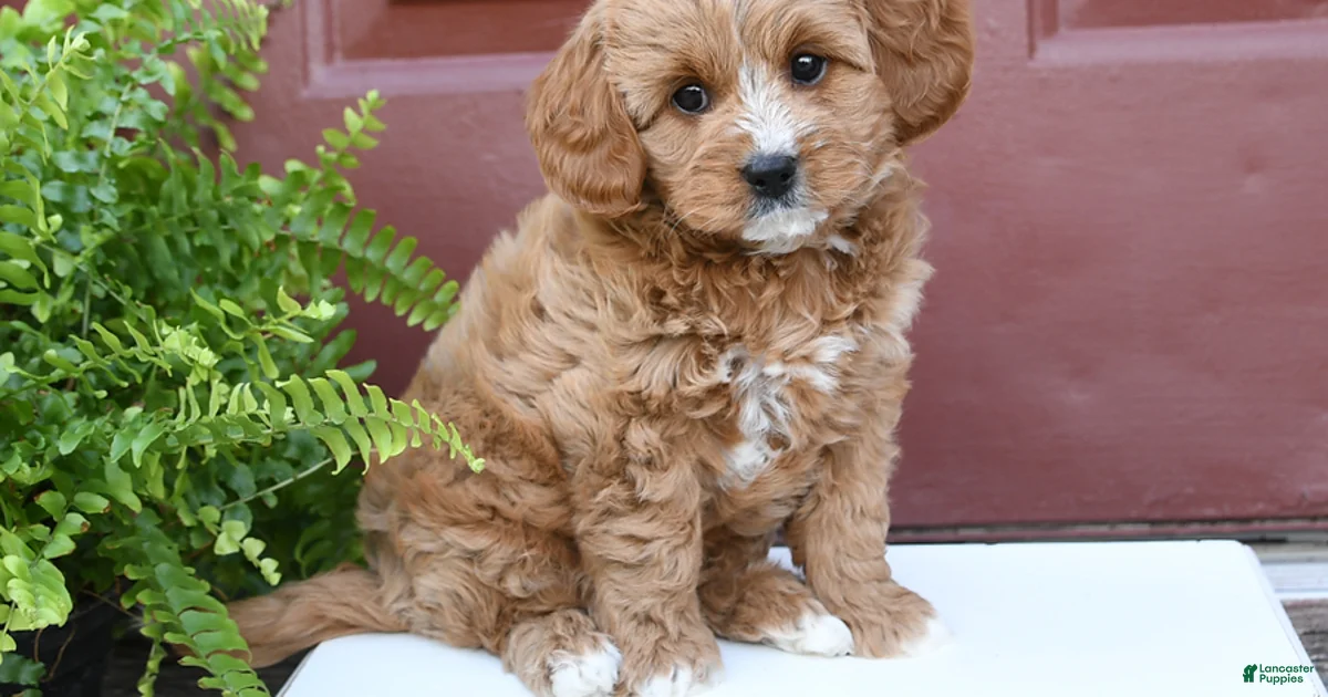 Cuddles Cavapoo for sale in Narvon | Lancaster Puppies
