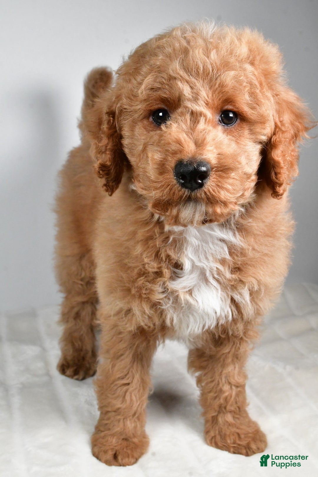 Cockapoo dogs for sale: dallas - Ad 5