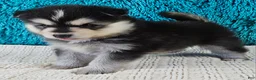 Pomsky dogs for sale: Turner  - Ad 3