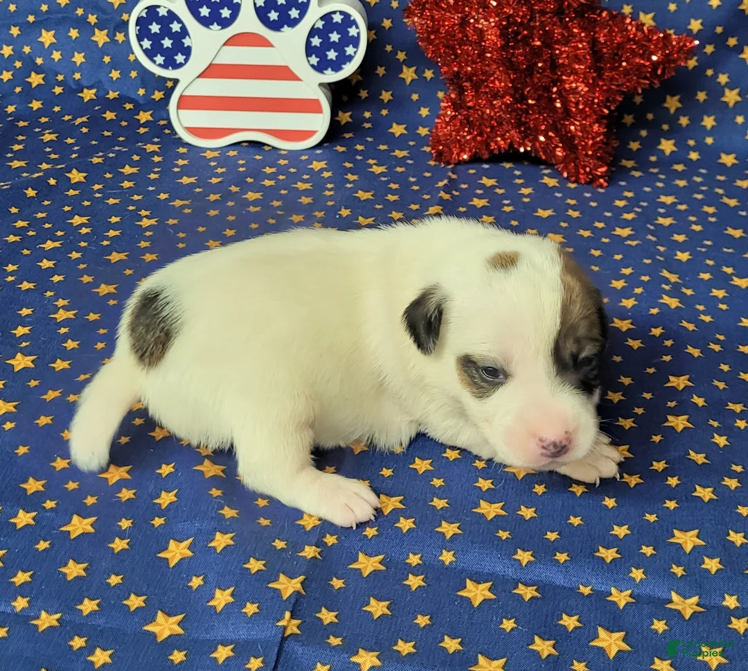 Jack Russell Terrier dogs for sale: Percy CKC male - Ad 1