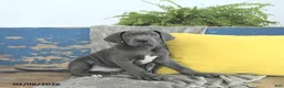 Great Dane dogs for sale: Cleopatra - Ad 5