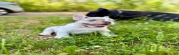 French Bulldog dogs for sale: Cookie - Ad 26