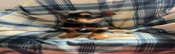 Yorkshire Terrier dogs for sale: MJ Boy - Ad 2