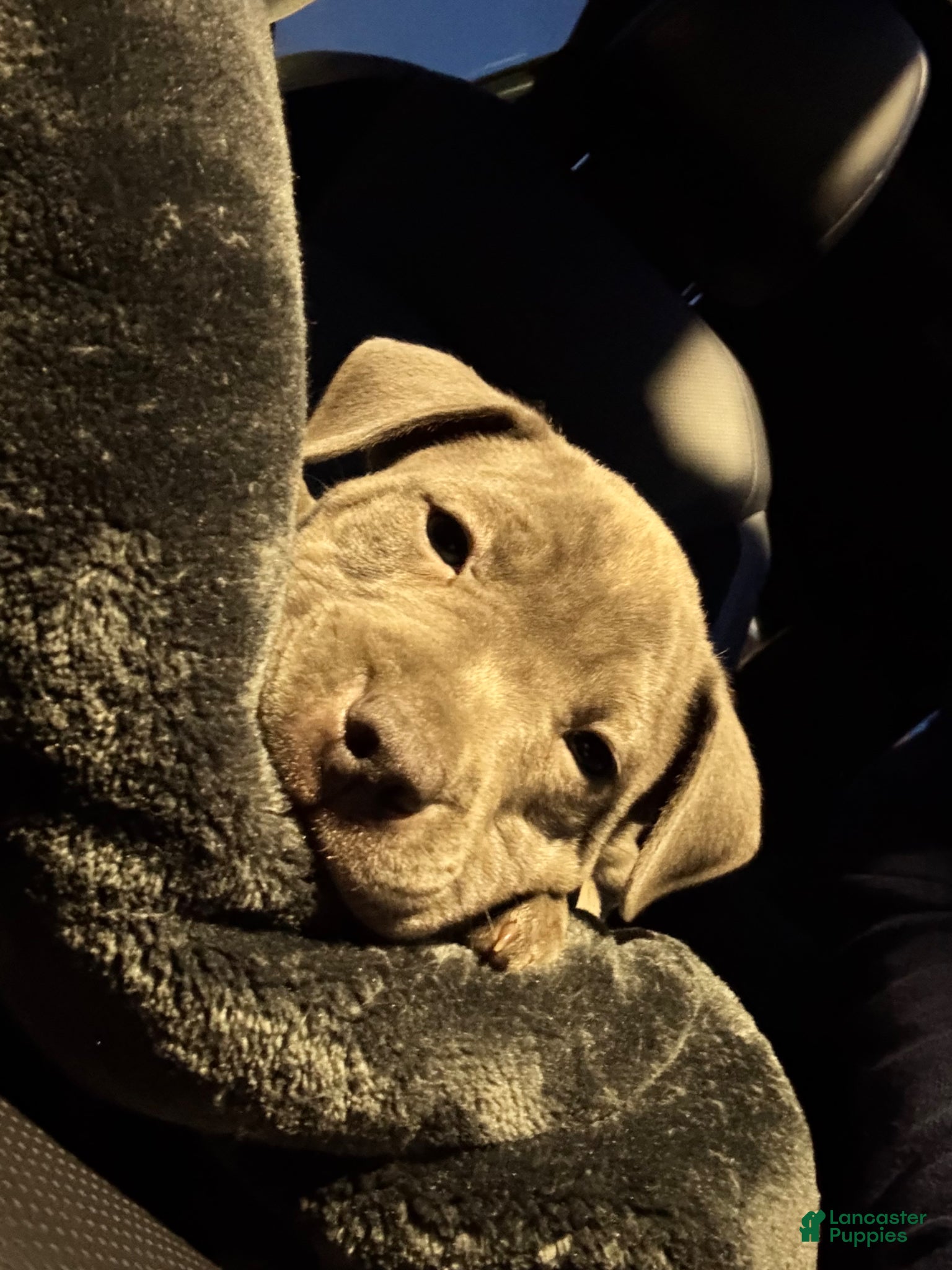 American Pit Bull Terrier dogs American Pit Bull Terrier Puppy 1 - Ad 7