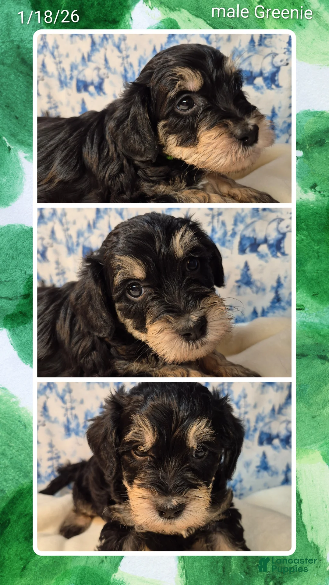 Mixed Breed dogs for sale: Mixed Breed Puppy 1 - Ad 2