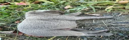 Labrador Retriever dogs for sale: Donut - Ad 8