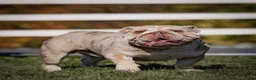 English Bulldog dogs for sale: Macey - Ad 11