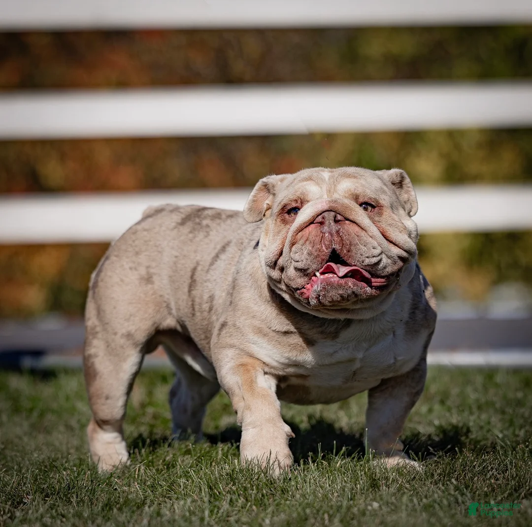 English Bulldog dogs for sale: Macey - Ad 11