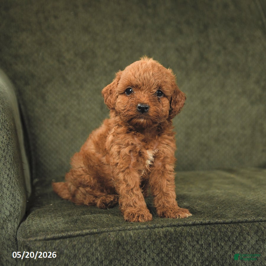 Cockapoo dogs for sale: Hershey - Ad 2