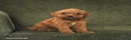 Cockapoo dogs for sale: Hershey - Ad 1