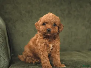 Cockapoo dogs for sale: Hershey - Ad 2