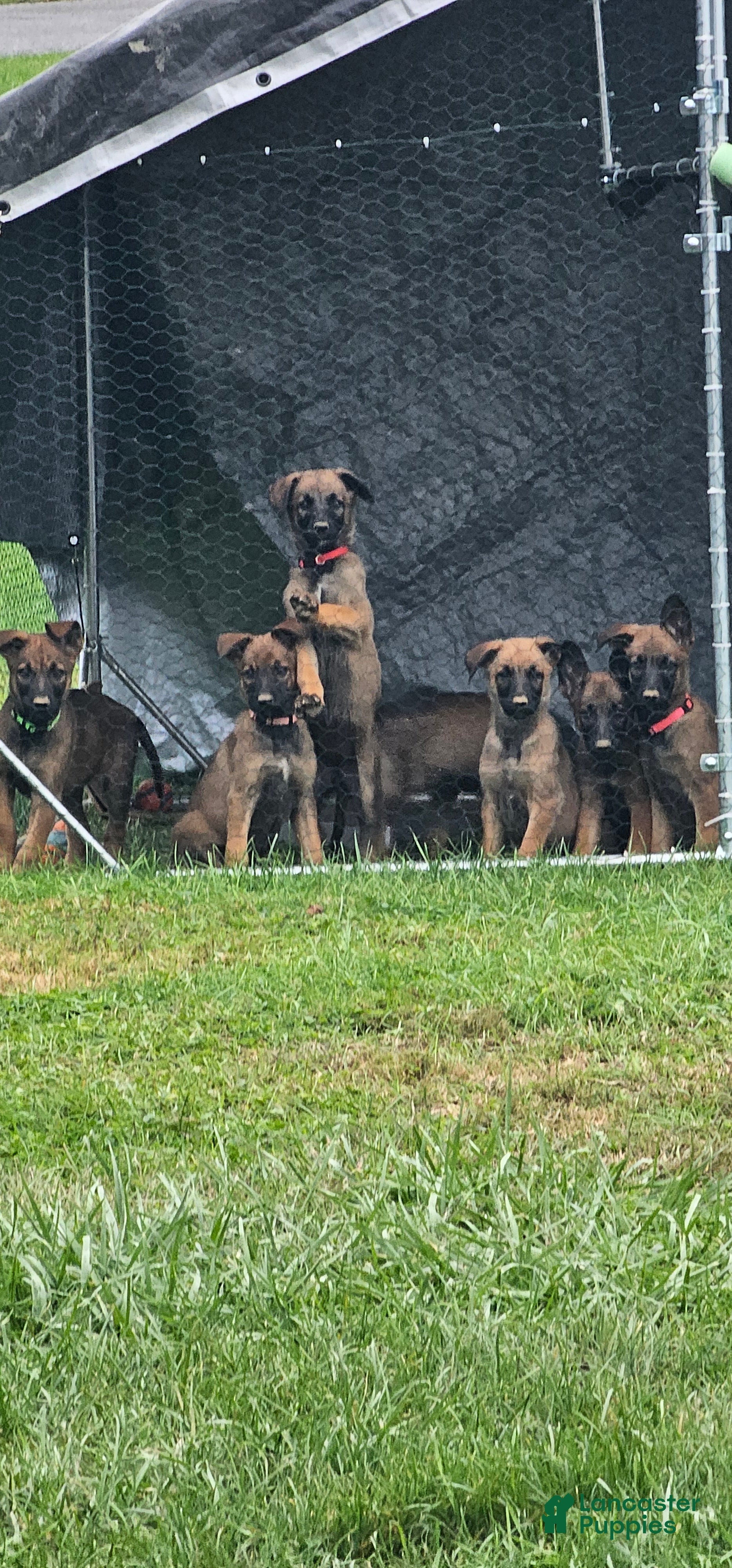 Mixed Breed dogs for sale: Mixed Breed 4 - Ad 39