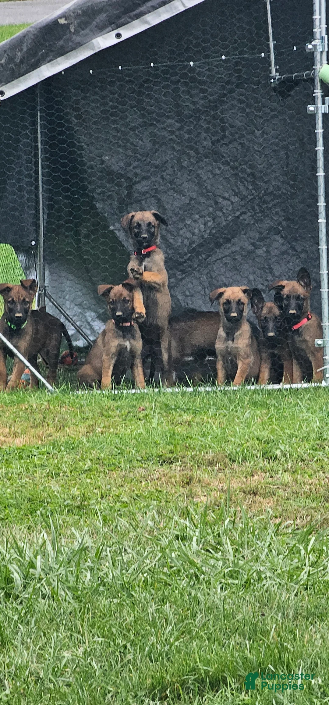 Mixed Breed dogs for sale: Mixed Breed 4 - Ad 1