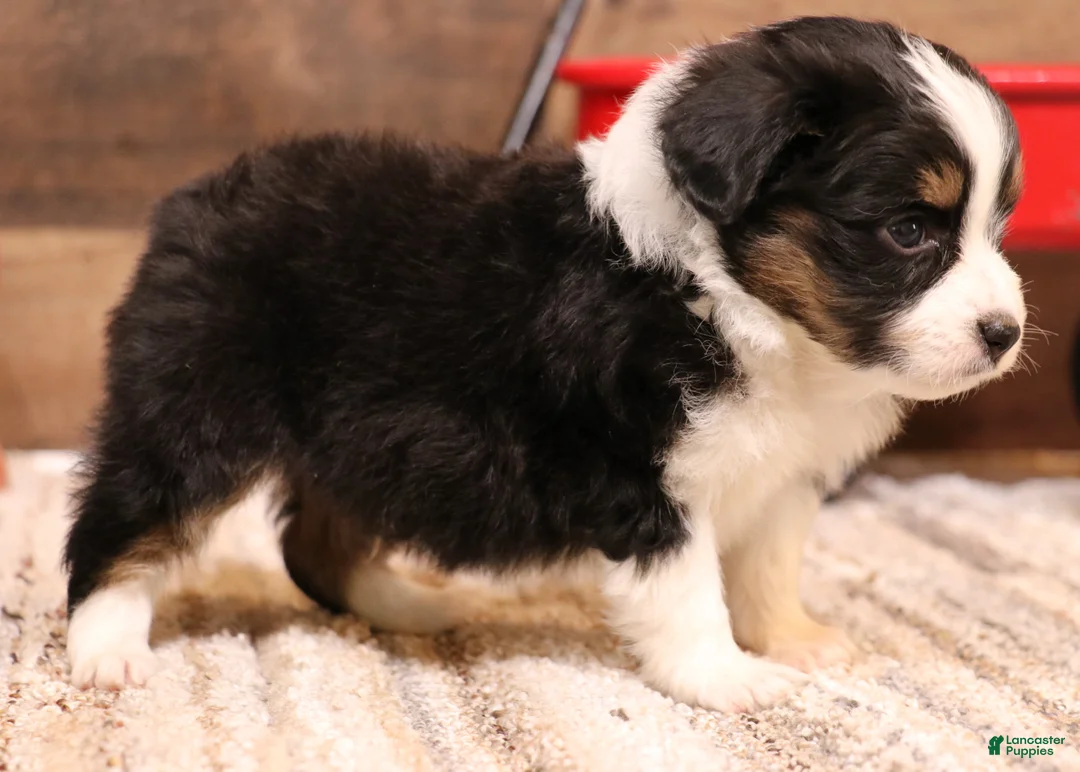 Toy Australian Shepherd dogs for sale: Rollo - Ad 3