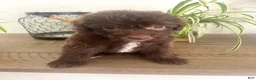 Mixed Breed dogs for sale: Carlton - Ad 10