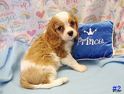 Cavalier King Charles Spaniel dogs Cavalier King Charles Spaniel Puppy 1 - Ad 29