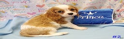 Cavalier King Charles Spaniel dogs for sale: Cavalier King Charles Spaniel Puppy 1 - Ad 1