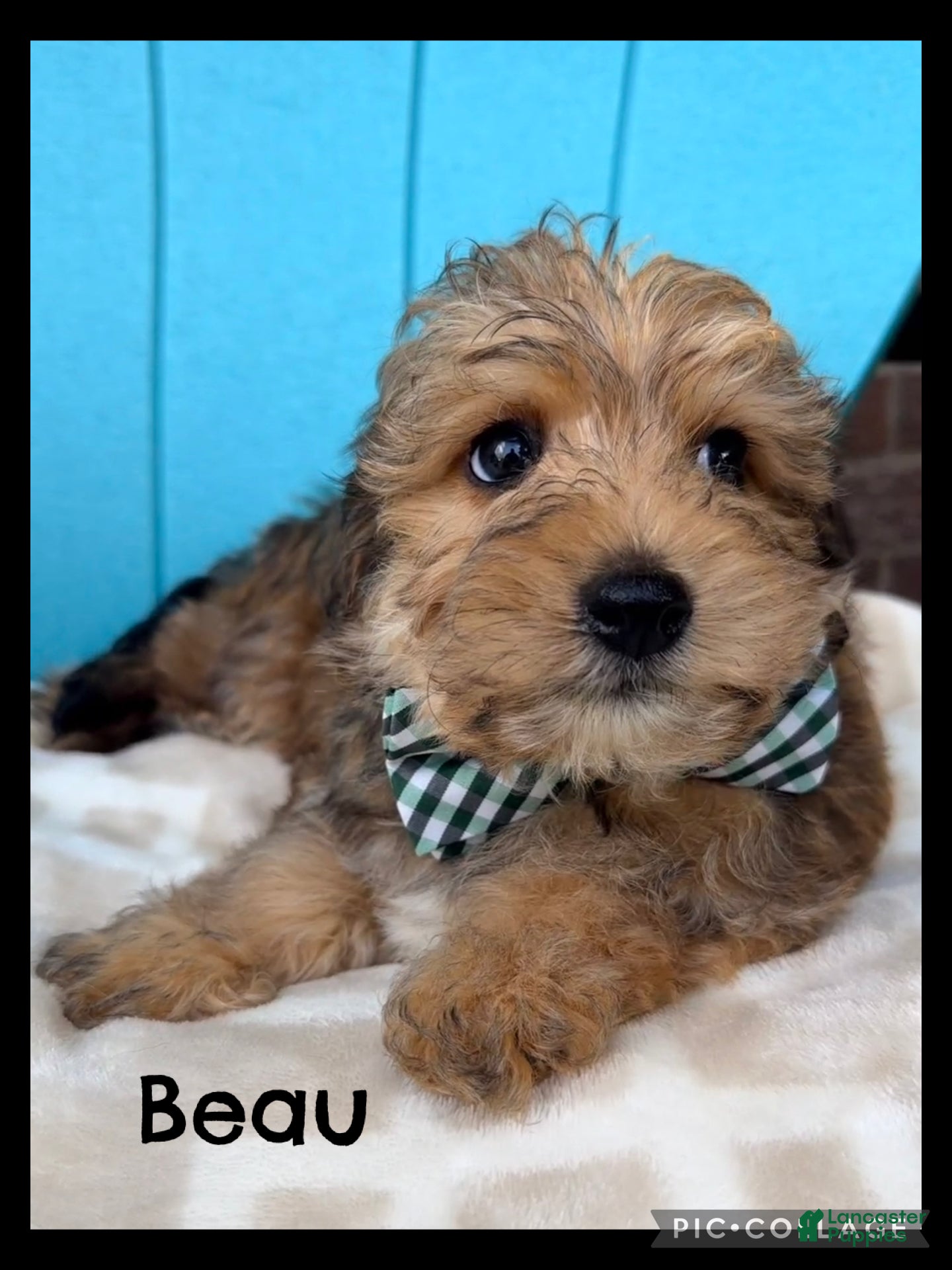 Yorkiepoo dogs Beau - Ad 1