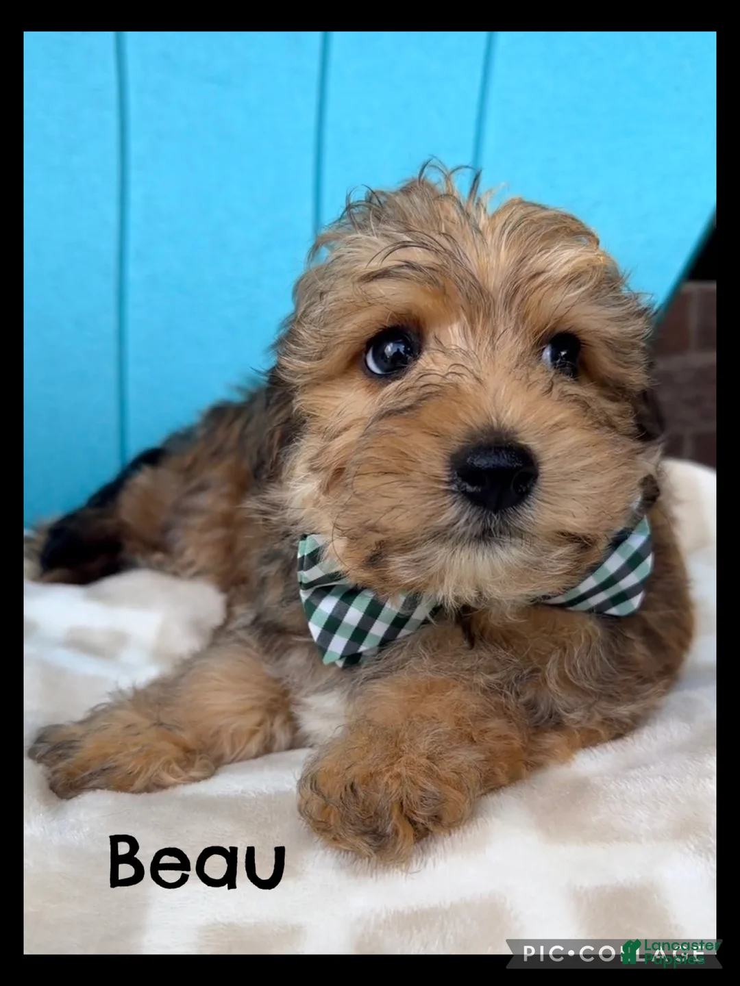 Yorkiepoo dogs for sale: Beau - Ad 1