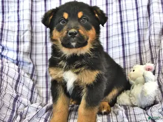 Mixed Breed dogs Atlas - Ad 35