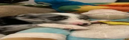 Border Collie dogs for sale: Guy Penrod - Ad 10