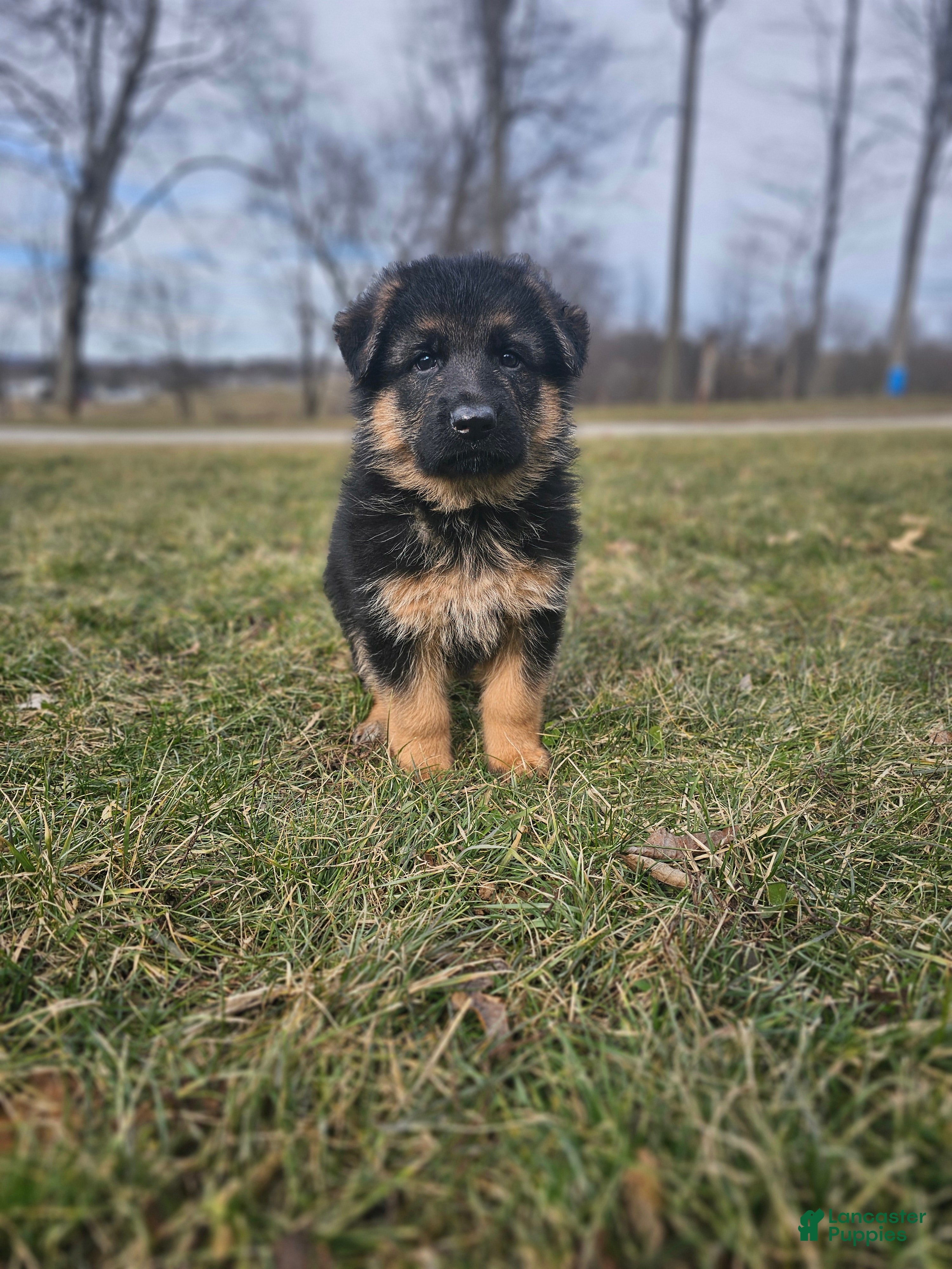 German Shepherd dogs Max - Ad 1