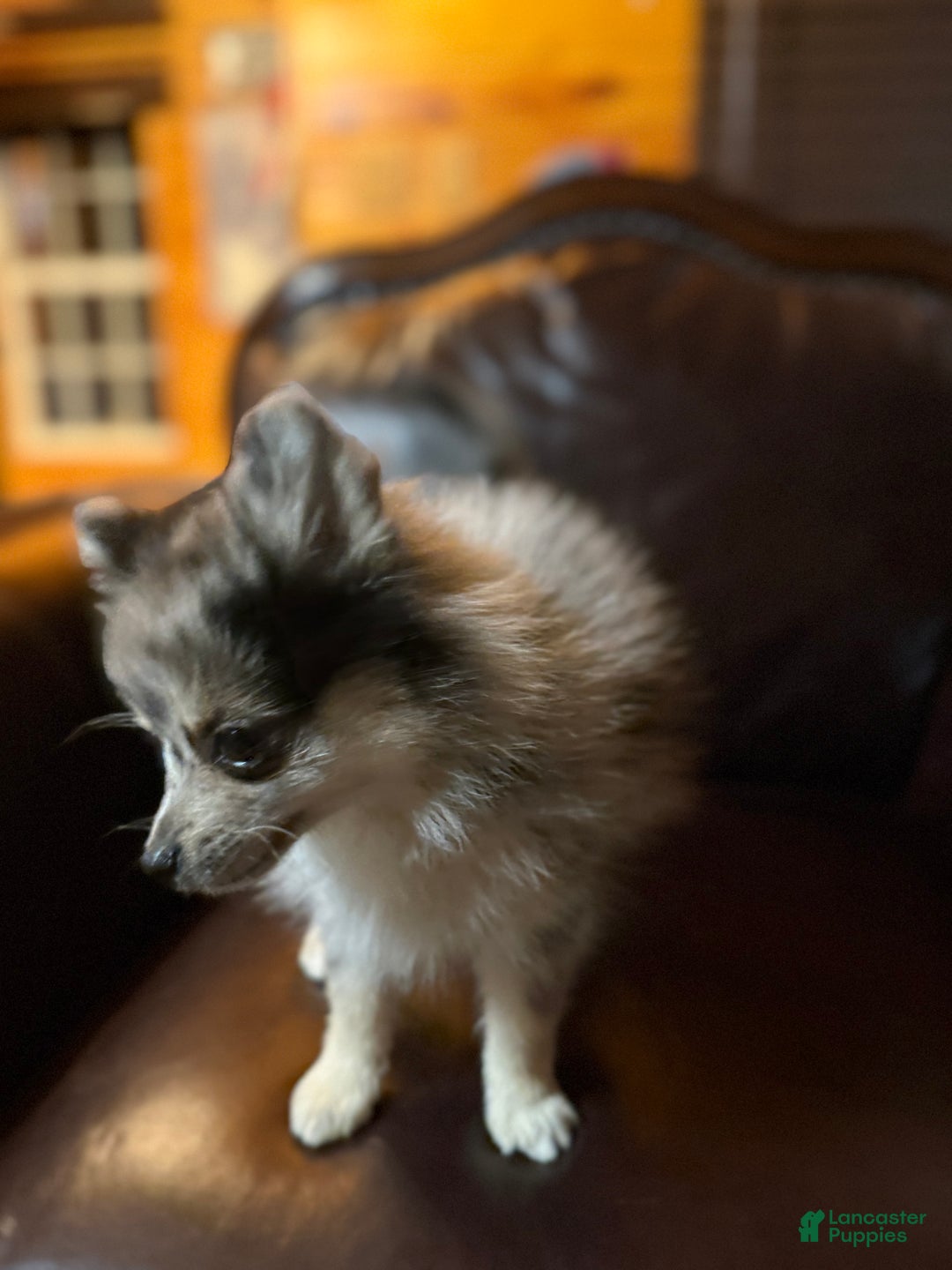 Pomeranian dogs for sale: Tiny Tim  - Ad 24